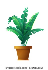 Banana palm leaves. Botanical exotic, tropical plants on white background. Vector illustration.
