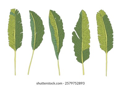 Banana palm leaves decorative set. Symbols of purity, abundance and hospitality. Vector hand drawn collection illustration isolated on white background