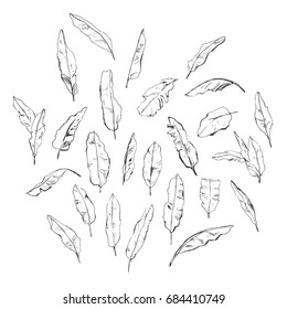 Banana palm leaves hand drawn illustrations set