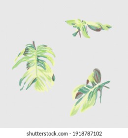 Banana palm leaves isolated vector illustration