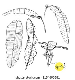 Banana Palm leaves. Tropical plant. Vector illustration in botanical style. Outline, graphic drawing.  Isolated on white background.