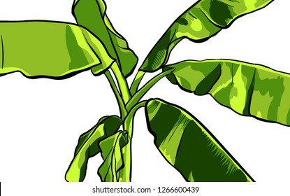 Banana palm tree illustration. Vector design isolated elements on the white background.