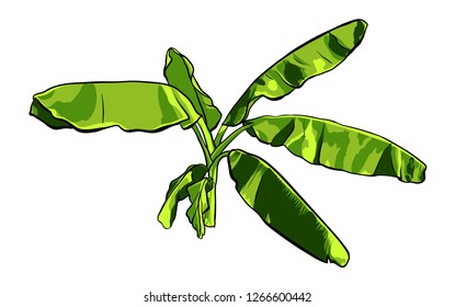 Banana palm tree illustration. Vector design isolated elements on the white background.