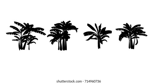 Banana palm tree vector .