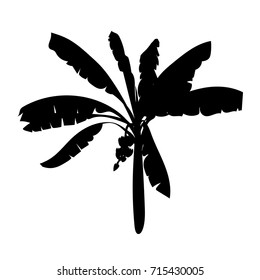 Banana palm tree vector