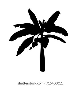 Banana palm tree vector