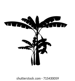 Banana palm tree vector
