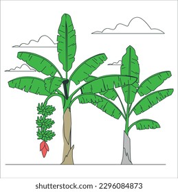 Diseño vectorial de palmeras de plátano. Hojas de plátano, plátanos y plátanos. Árbol de plátano de selva tropical con hojas verdes, ilustración vectorial plana aislada en fondo blanco.