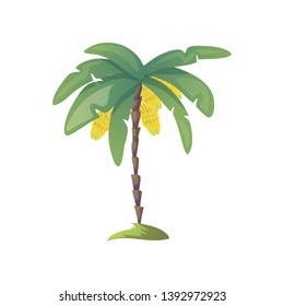 Banana palm tree. Vector illustration on white background.