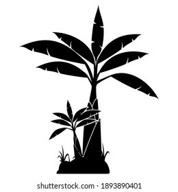 Banana palm tree vector illustration.