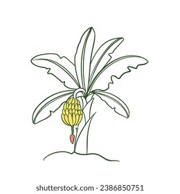 Banana palm tree vector line art illustration. Banana leaves, Bananas and Banana tree isolated