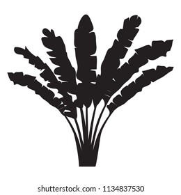 Banana palm tree vector on white background, Black silhouette for web and logos. Illustration.