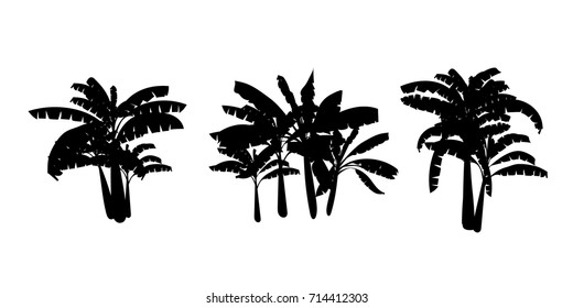 Banana palm tree vector on a white background.