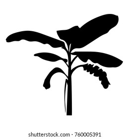 Banana palm tree vector on white background.  