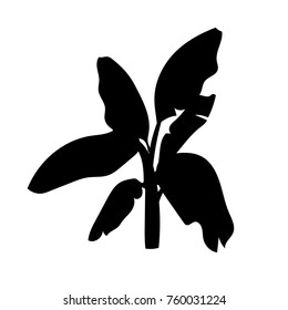 Banana palm tree vector on white background.  