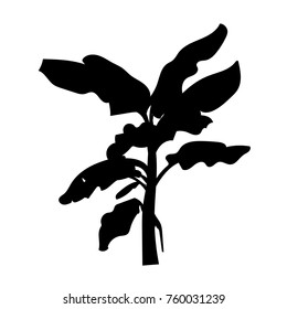 Banana palm tree vector on white background.  