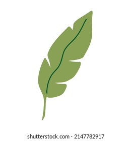 banana palm tropical leaf. palm leaves. branch exotic plant. jungle and rainforest. stock vector cartoon flat illustration isolated on white background.