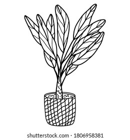 Banana palm in a wicker basket on a white background. Black and white vector illustration of a house plant in a pot. An isolated object for coloring, printing, postcards.