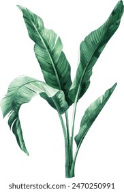 banana palms and palm leaves on isolated white background, watercolor illustration. Jungle design elements