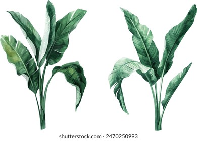 banana palms and palm leaves on isolated white background, watercolor illustration. Jungle design elements