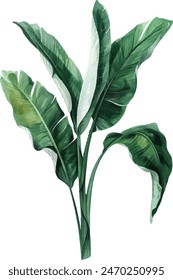 banana palms and palm leaves on isolated white background, watercolor illustration. Jungle design elements