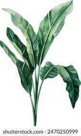 banana palms and palm leaves on isolated white background, watercolor illustration. Jungle design elements