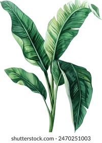 banana palms and palm leaves on isolated white background, watercolor illustration. Jungle design elements