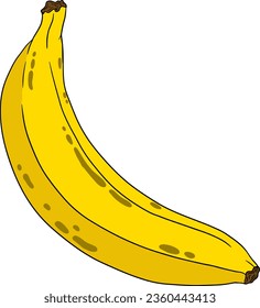 Banana, peeled banana, banana skin, bunch of bananas. Tropical harvest and agriculture. Vector hand drawn coloring illustration