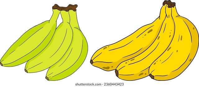 Banana, peeled banana, banana skin, bunch of bananas. Tropical harvest and agriculture. Vector hand drawn coloring illustration