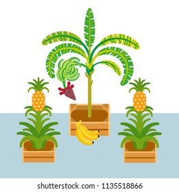 banana and pineapple palms