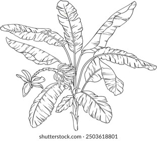 Banana Plant with Flower Outline Illustration