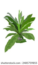 banana plant icon illustration without background