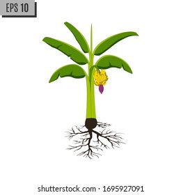 banana plant with ripe banana vector design