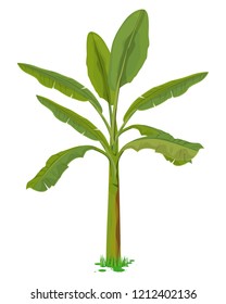 banana plant vector design