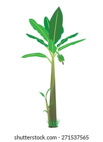 banana plant vector design