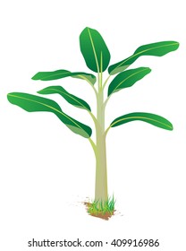 banana plant vector design