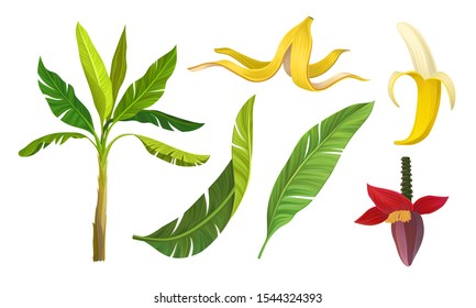 Banana Plant Vector Illustrated Set With Leaves and Fruit Isolated On White Background
