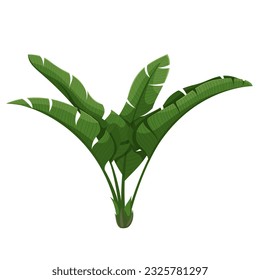 Banana plant vector illustration. Cartoon isolated leaves of banana branch, green leaf of exotic foliage and botanical symbol of tropical summer, floral branch growing in jungle or farm garden