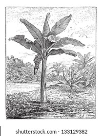 Banana, Plantain, or Musa sp., showing fruits and inflorescence, vintage engraved illustration. Dictionary of Words and Things - Larive and Fleury - 1895