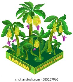 Banana plantations. Isolated on white background. 3D isometric view. Vector illustration.