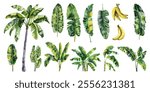 Banana plants, leaves, fruit vector illustration in watercolor style. Various banana tree configurations, detailed banana leaves, clusters of ripe bananas vector collection for beach exotic holidays