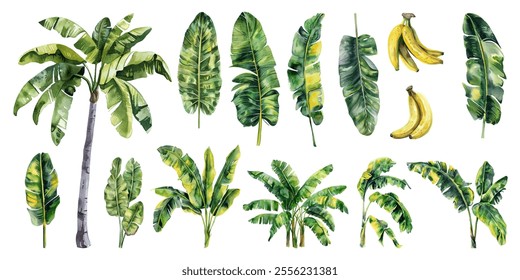 Banana plants, leaves, fruit vector illustration in watercolor style. Various banana tree configurations, detailed banana leaves, clusters of ripe bananas vector collection for beach exotic holidays