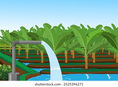 Vector de plantas de plátano, ilustración de fondo de campo de granja, agua de la bomba de agricultura, Vector de planta de plátano verde