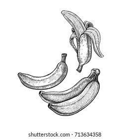 Banana. Realistic vector illustration plant. Plantain fruit isolated on white background. Hand drawing. Decoration for the menu and kitchen design. Vintage black and white engraving. Vegetarian food