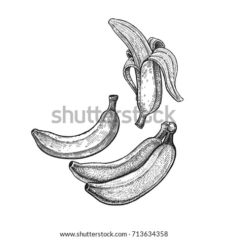 Banana Realistic Vector Illustration Plant Plantain Stock Vector ...