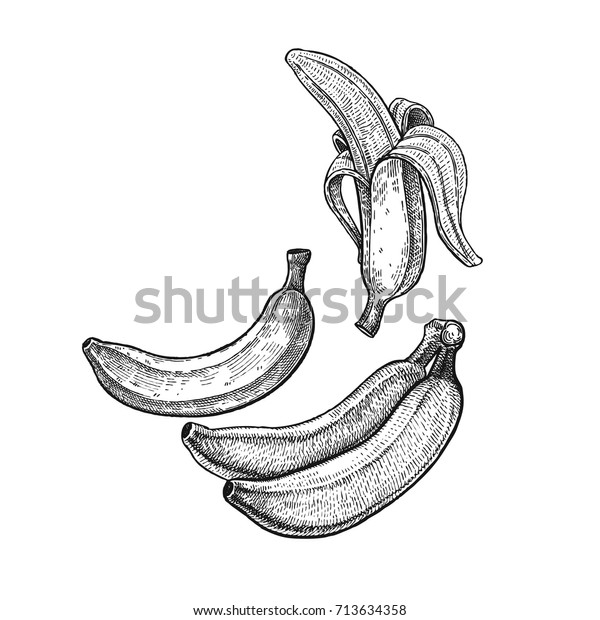 Banana Realistic Vector Illustration Plant Plantain Stock Vector ...
