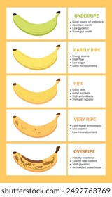 Banana ripeness chart. Stages of banana fruit ripeness with infographic. From green underripe banana to overripe banana with brown spots. Vector illustration