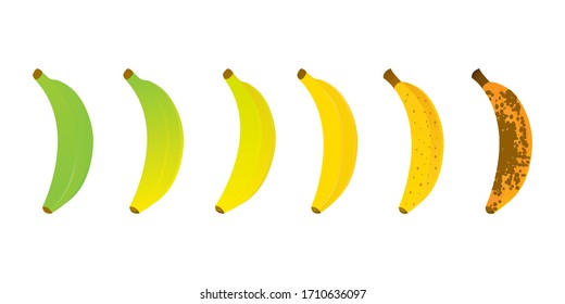 Banana ripeness chart vector illustration. Set of different color bananas, green underripe to brown over ripe.