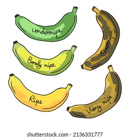 Banana ripeness levels vector illustration