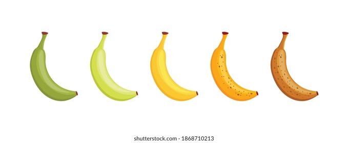 Banana ripeness scale. Stages of fruit ripening process isolated on white background, cartoon plant set from green to yellow and brown color, vector illustration